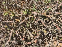 Mesembryanthemum dinteri