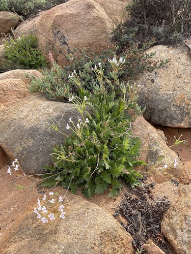 Pelargonium pulchellum, photograph 5