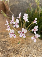Pelargonium pulchellum