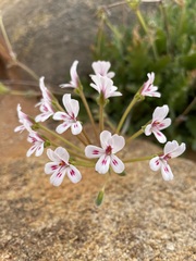 Pelargonium pulchellum