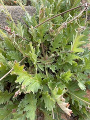 Pelargonium pulchellum