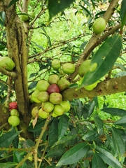 Phaleria macrocarpa