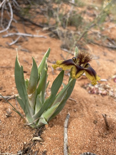 Ferraria variabilis