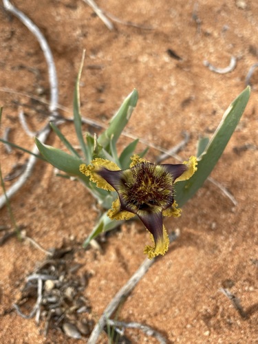 Ferraria variabilis