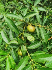 Phaleria macrocarpa