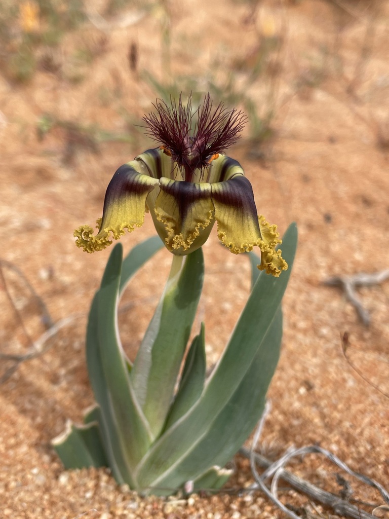 Ferraria variabilis, Namakwa, ZA-NC, ZA