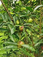 Phaleria macrocarpa