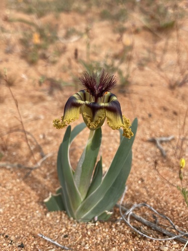 Ferraria variabilis