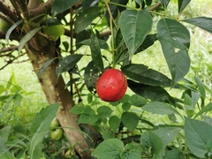 Phaleria macrocarpa