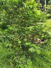 Phaleria macrocarpa