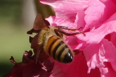 Apis mellifera