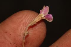 Oxalis engleriana