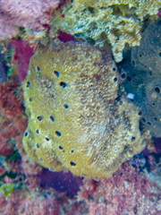 Irciniidae
