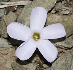 Oxalis fibrosa