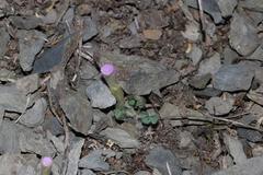 Oxalis fibrosa