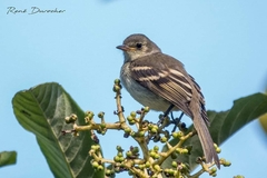 Contopus hispaniolensis