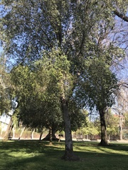 Quillaja saponaria