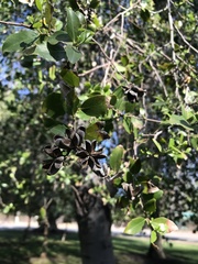 Quillaja saponaria