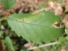 Phyllonorycter argentinotella