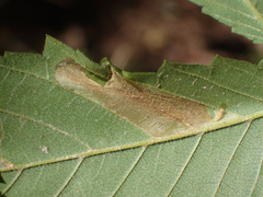 Phyllonorycter argentinotella