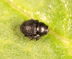 Zacladus exiguus