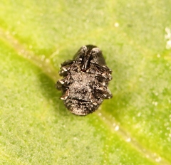 Zacladus exiguus