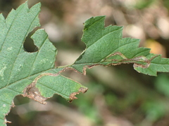 Agromyza aristata