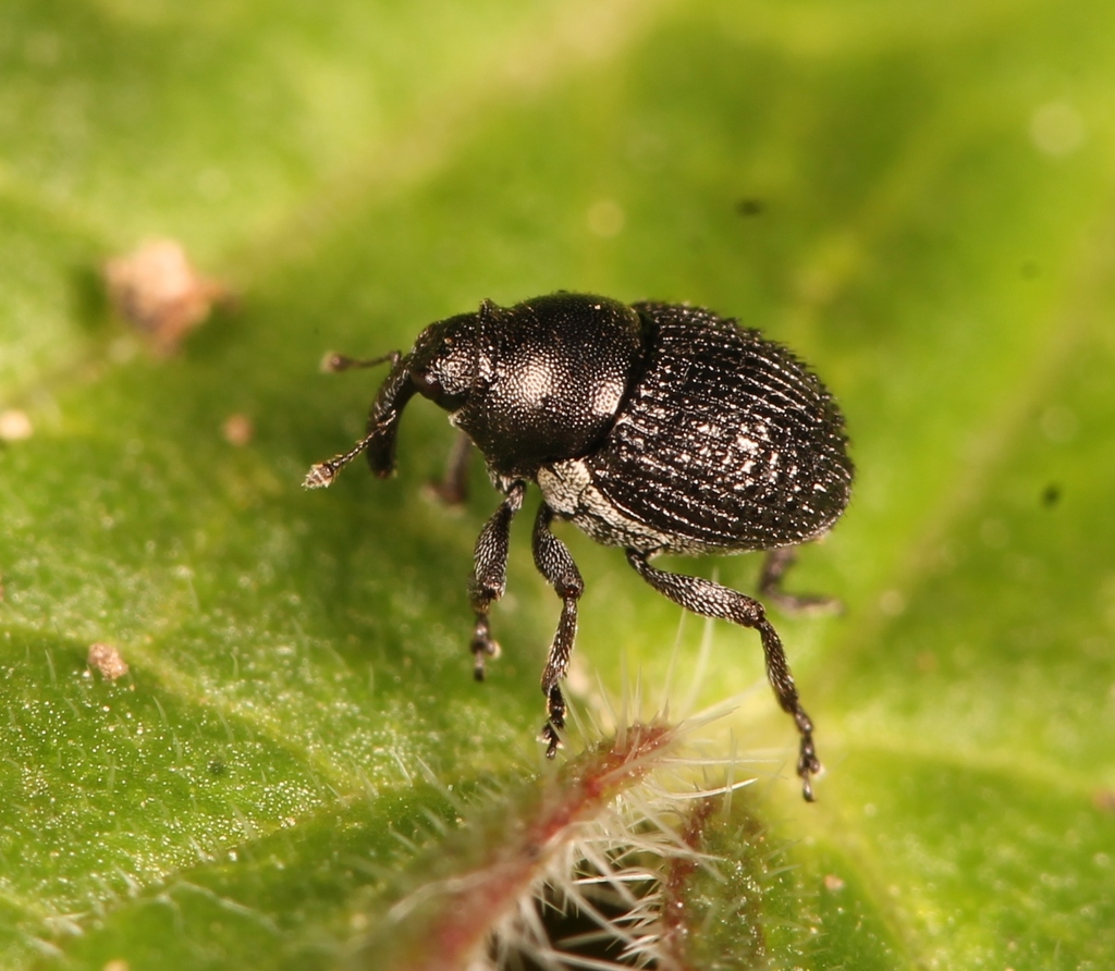 Zacladus exiguus