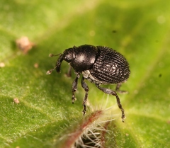 Zacladus exiguus