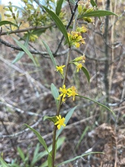 Solidago gillmanii