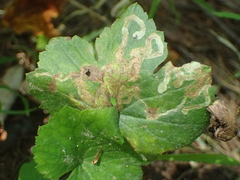 Phytomyza loewii