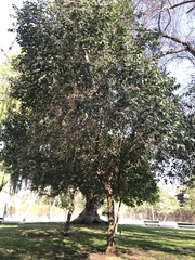 Ligustrum lucidum