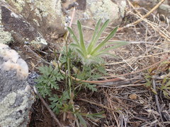 Pulsatilla ambigua