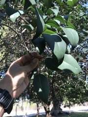 Ligustrum lucidum