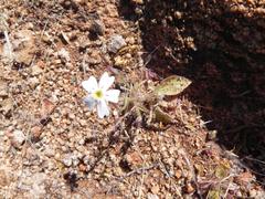 Jamesbrittenia ramosissima