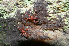 Acanthaspis ruficeps