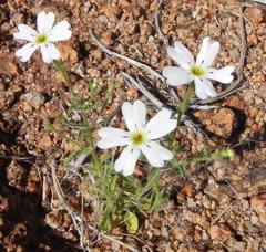 Jamesbrittenia ramosissima