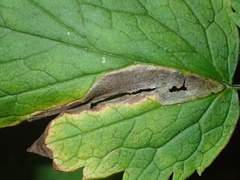 Phytomyza actaeivora