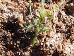 Jamesbrittenia ramosissima