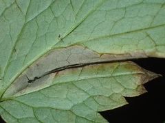Phytomyza actaeivora
