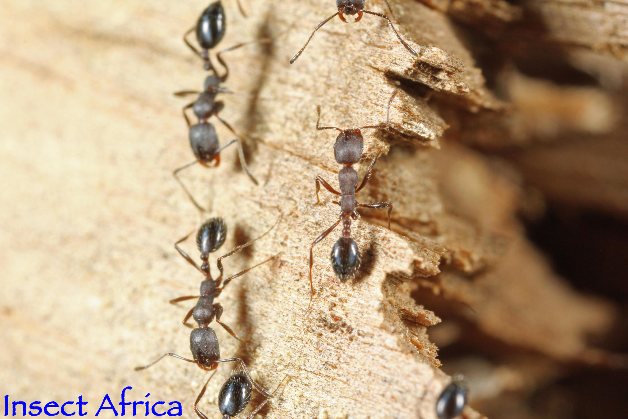 Monomorium albopilosum