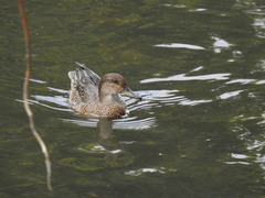 Anas crecca