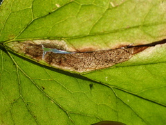 Phytomyza actaeivora