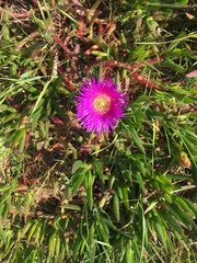 Carpobrotus deliciosus