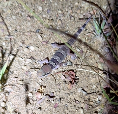 Hemidactylus whitakeri