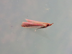 Peoria approximella