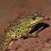 Levant Green Frog - Photo (c) עומר וינר, some rights reserved (CC BY-NC), uploaded by עומר וינר