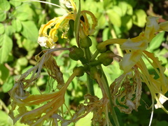 Lycoris aurea