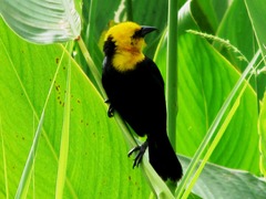 Chrysomus icterocephalus bogotensis