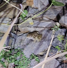 Hoplobatrachus crassus